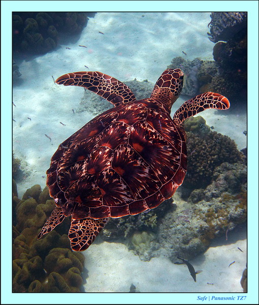 2012 - 07 - Apoh Island 76